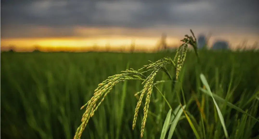 اجاره زمین کشاورزی|اجارهٔ دفتر صنعتی، کشاورزی، تجاری|درودزن, |دیوار