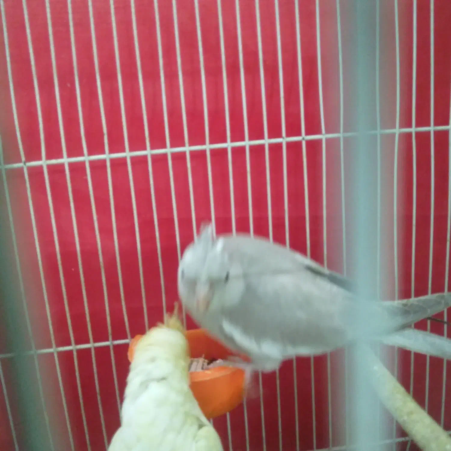 عروس هلندی|پرنده|مشهد, مشکینی (شهرک غرب)|دیوار