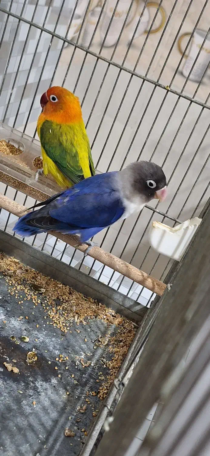 طوطی برزیلی رنگ خاص|پرنده|جنت, |دیوار