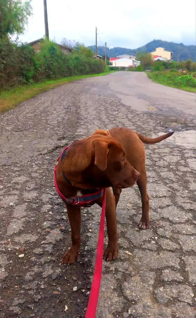 یک قلاده سگ پیتبول آمریکایی|سگ|آستارا, |دیوار