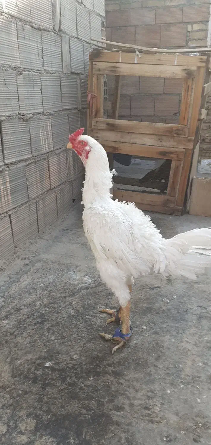 خروس لاری سفید سفید|حیوانات مزرعه|پیشوا, |دیوار