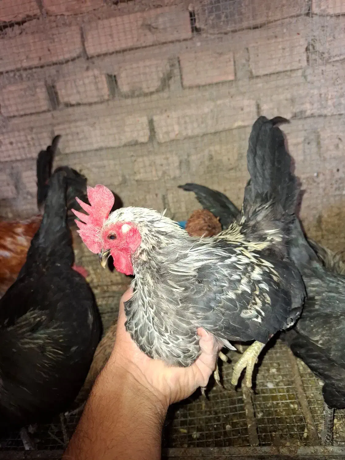 خروس جاپینز|حیوانات مزرعه|اسلامیه, |دیوار