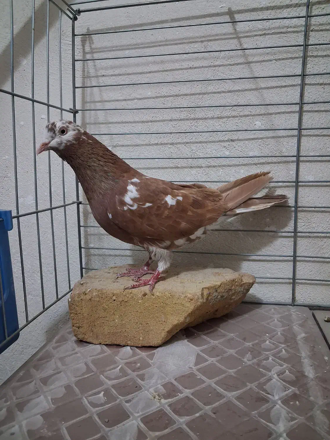 کفتر انگلیسی ماده|پرنده|فردیس, شهرک وحدت|دیوار