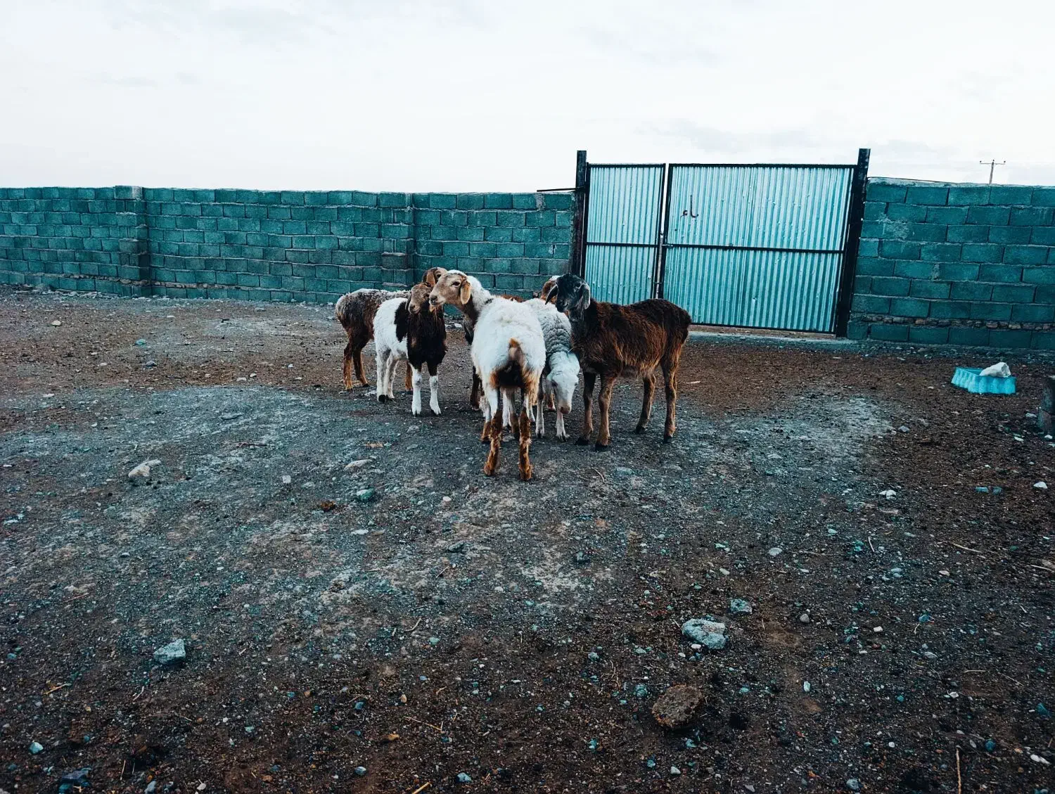 بره چینی|حیوانات مزرعه|زیرکوه, |دیوار