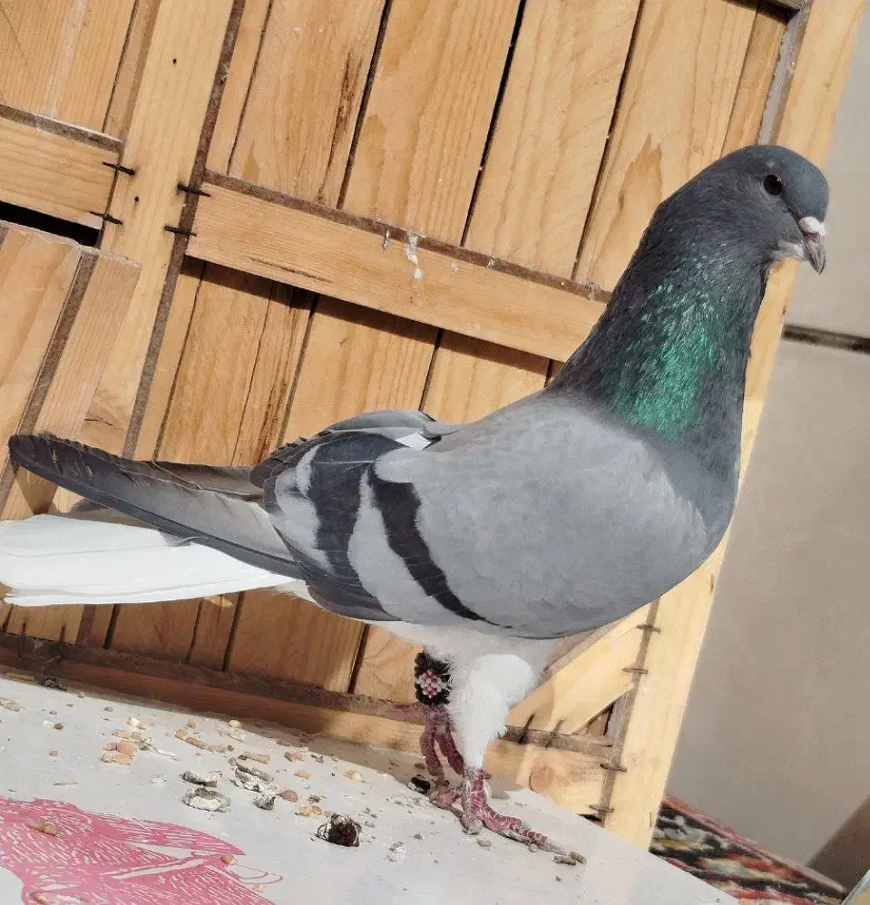 دمگیر نر خرقه گلدم|پرنده|برخوار, |دیوار