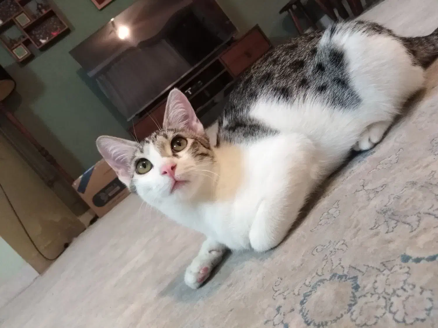 واگزاری گربه ماده شش ماهه عقیم و انگل تراپی شده|گربه|ساری, |دیوار