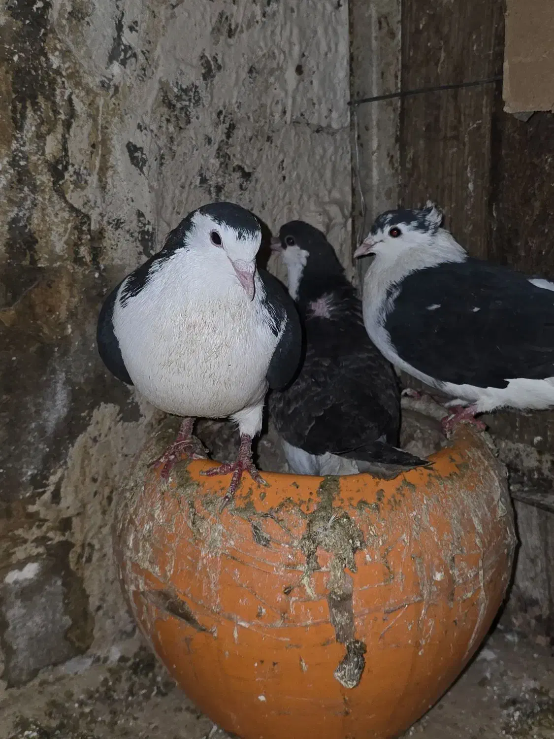 کفتر|پرنده|مشهد, فدک|دیوار