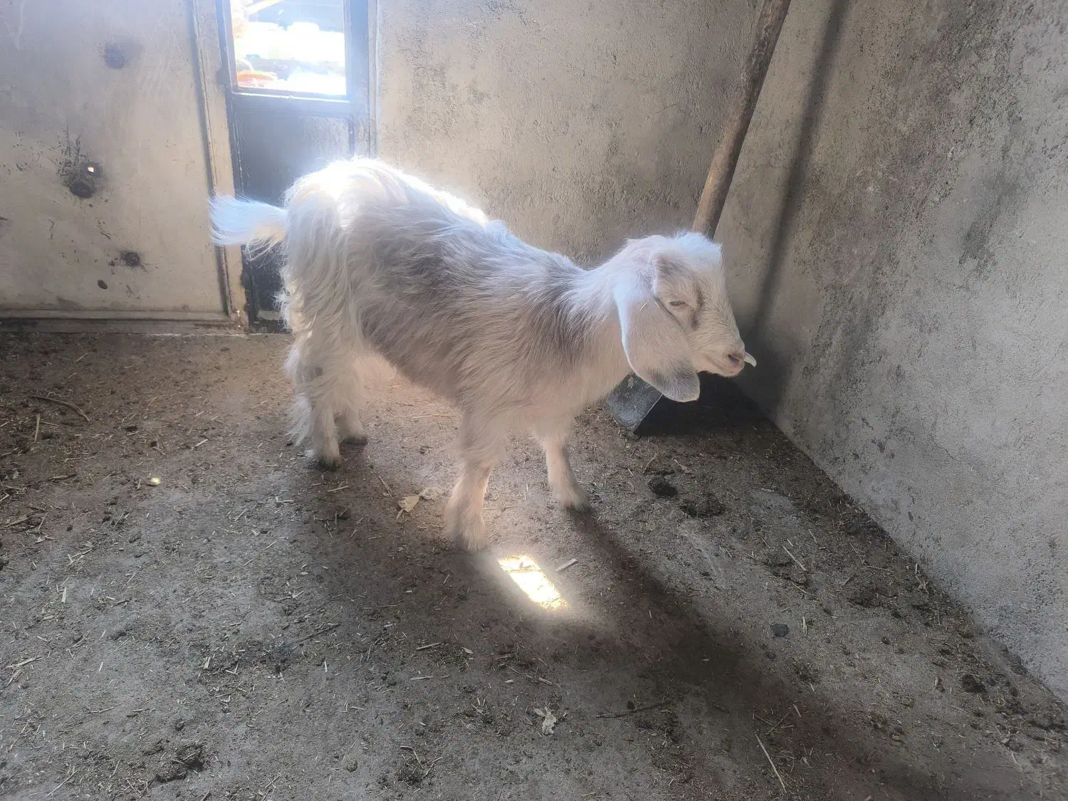 بره بز|حیوانات مزرعه|کرج, ساماندهی|دیوار