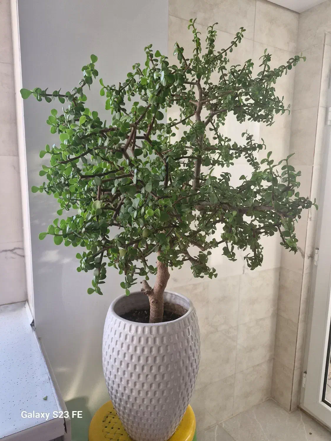 کراسولا خرفه ای ۱۲ ساله|گل و گیاه طبیعی|آزادشهر, |دیوار