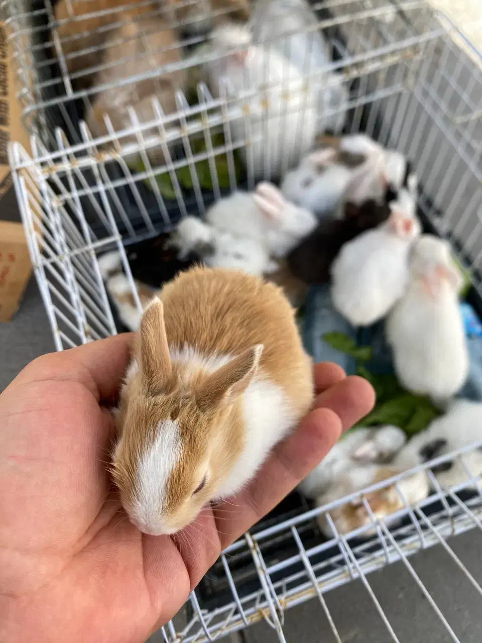 مینی خرگوش|موش و خرگوش|کرمانشاه, |دیوار