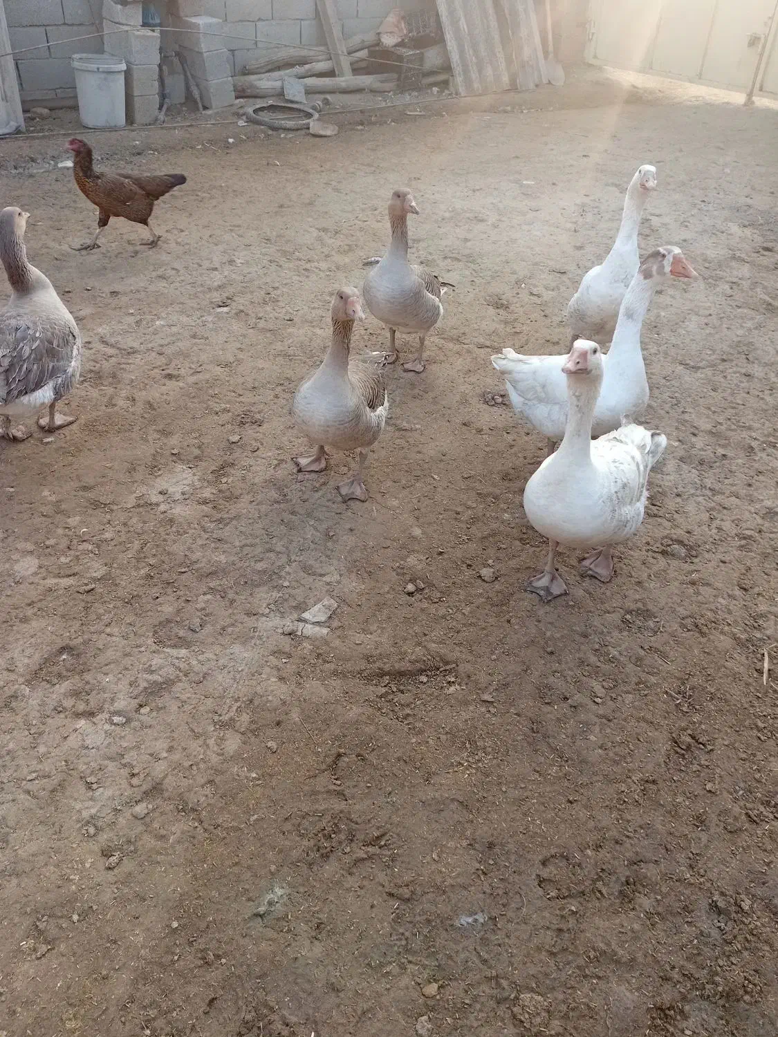 قاز|حیوانات مزرعه|گنبد کاووس, |دیوار