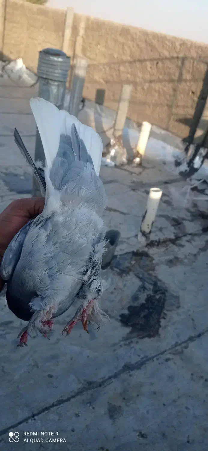 کبوتر|پرنده|شیراز, جمال آباد|دیوار