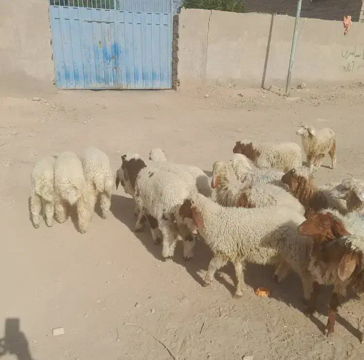 بره نر وماده|حیوانات مزرعه|اهواز, منازل کارون|دیوار