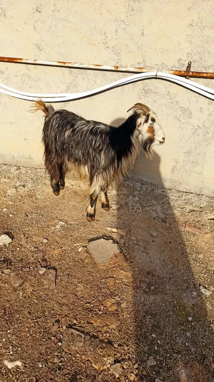 بیگ|حیوانات مزرعه|ایذه, |دیوار