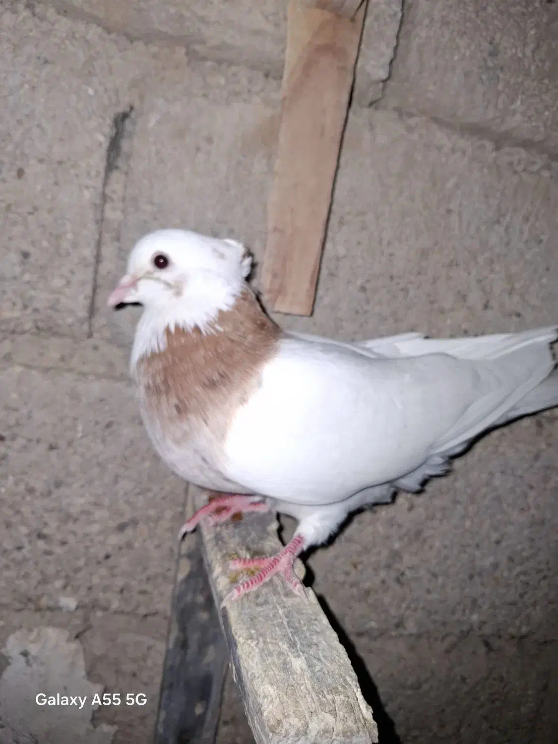 کبوتر|پرنده|فیروزآباد (فارس), |دیوار