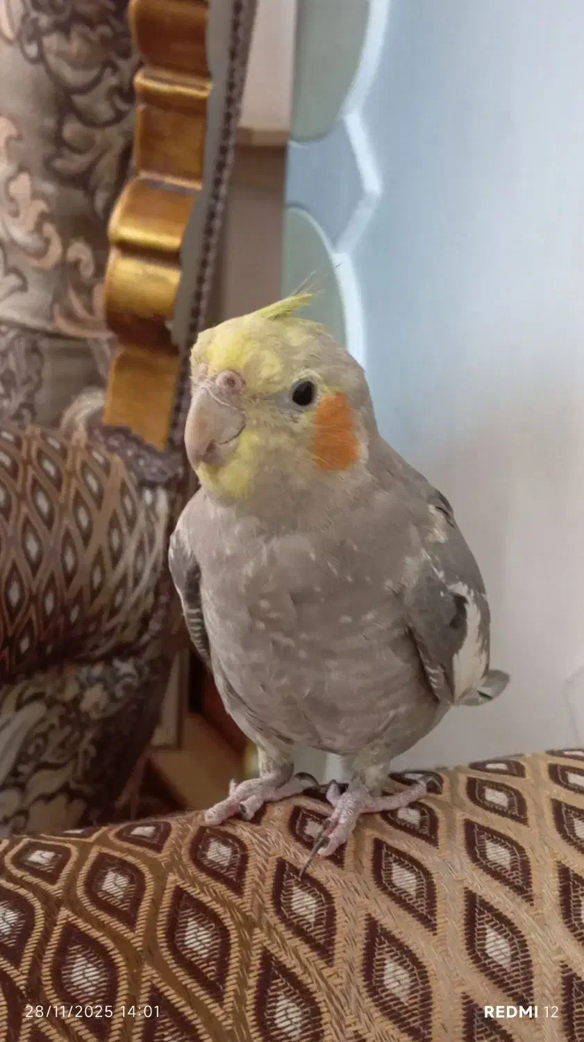 عروس هلندی|پرنده|اشتهارد, |دیوار