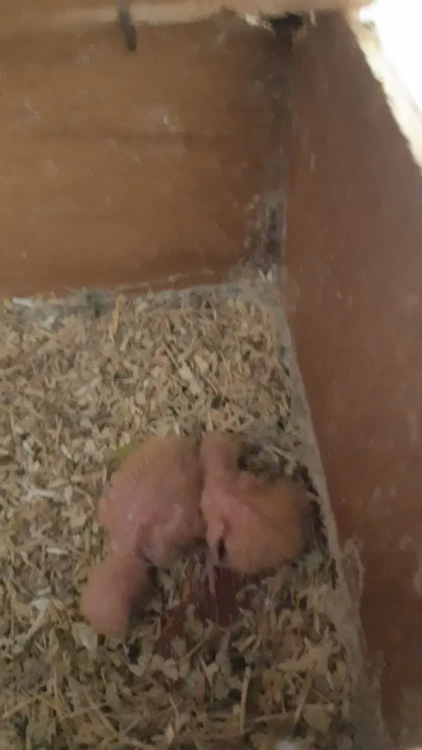 دو جفت کوتوله مولدضمانتی|پرنده|زرند, |دیوار