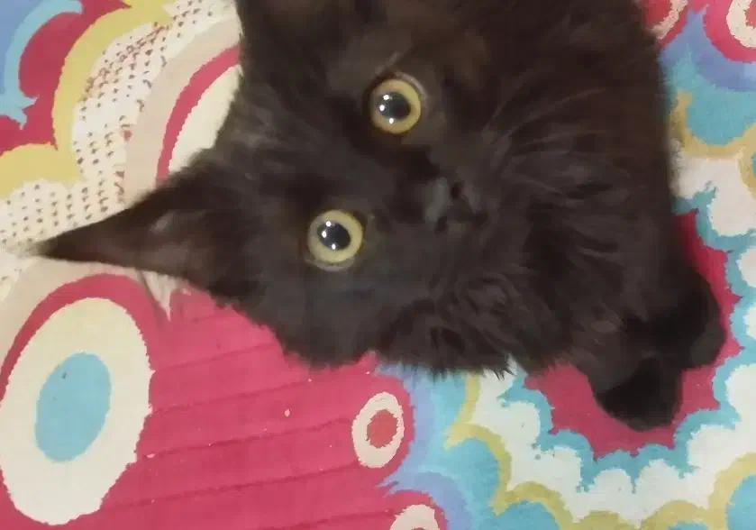 گربه پرشین|گربه|کرمان, |دیوار