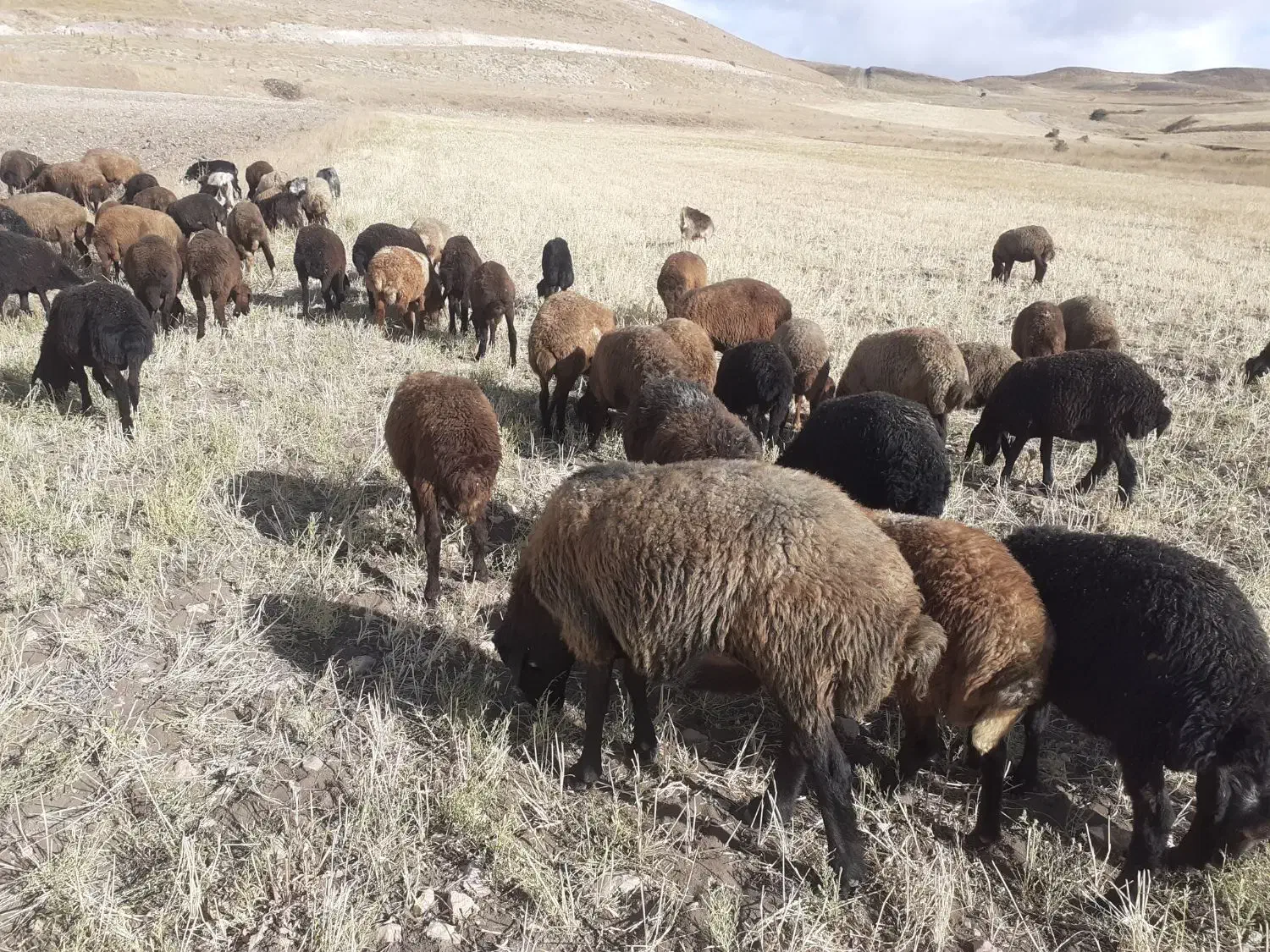 بره|حیوانات مزرعه|خلخال, |دیوار