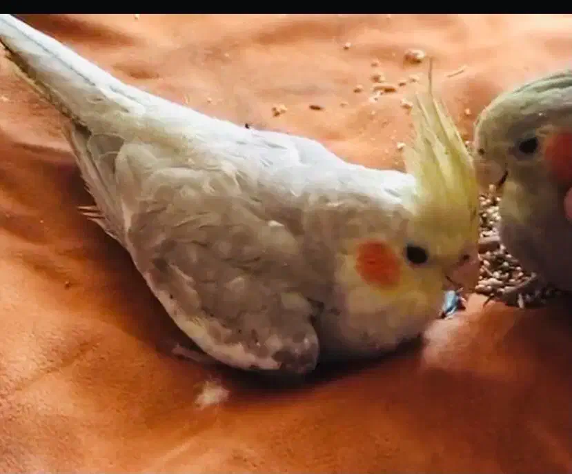 عروس هلندی نر و ماده|پرنده|رشت, گلسار|دیوار