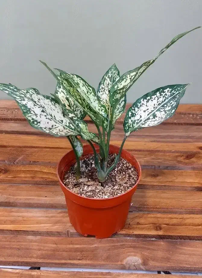 گل،گلدان و باکس گل هدیه روز مادر باقیمت مناسب|گل و گیاه طبیعی|اراک, |دیوار