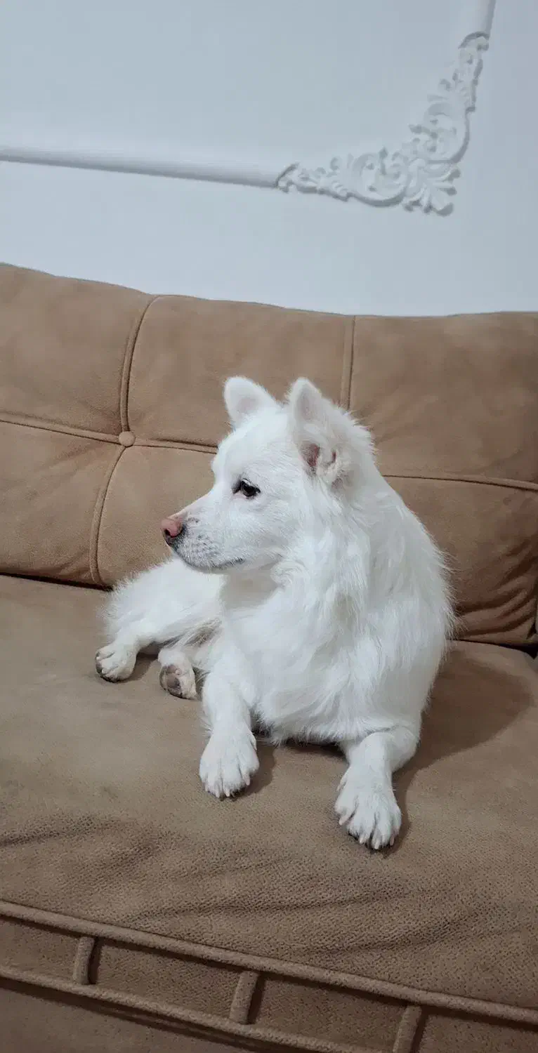 سگ پامر به قیمت|سگ|کرمانشاه, |دیوار