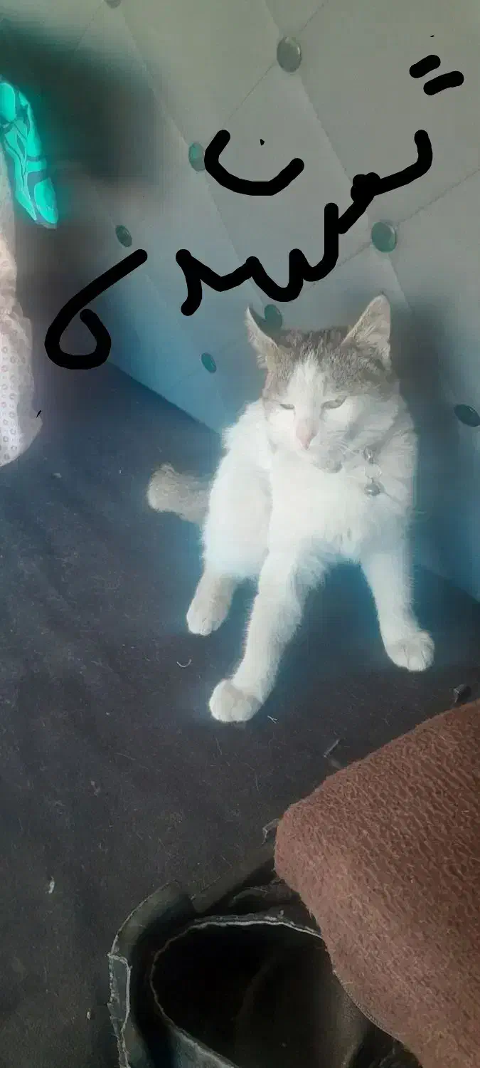 گمشده  گربه  گمشده|گربه|فرخ‌شهر, |دیوار