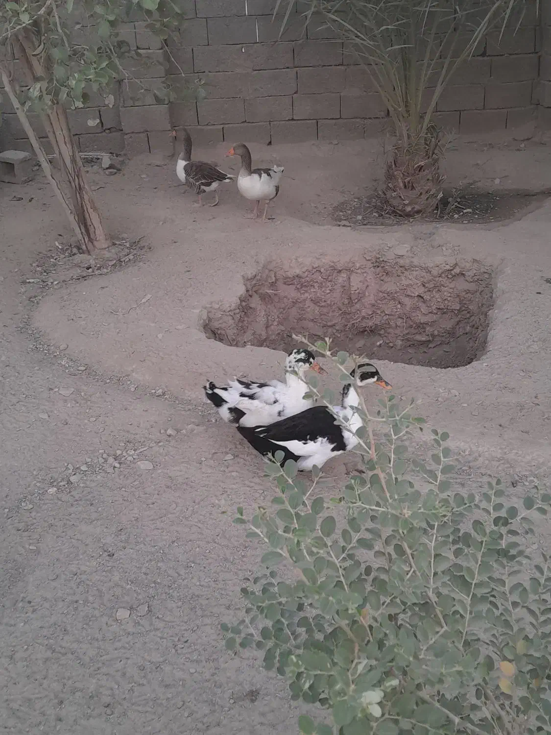 غاز و اردک|حیوانات مزرعه|مهران (هرمزگان), |دیوار