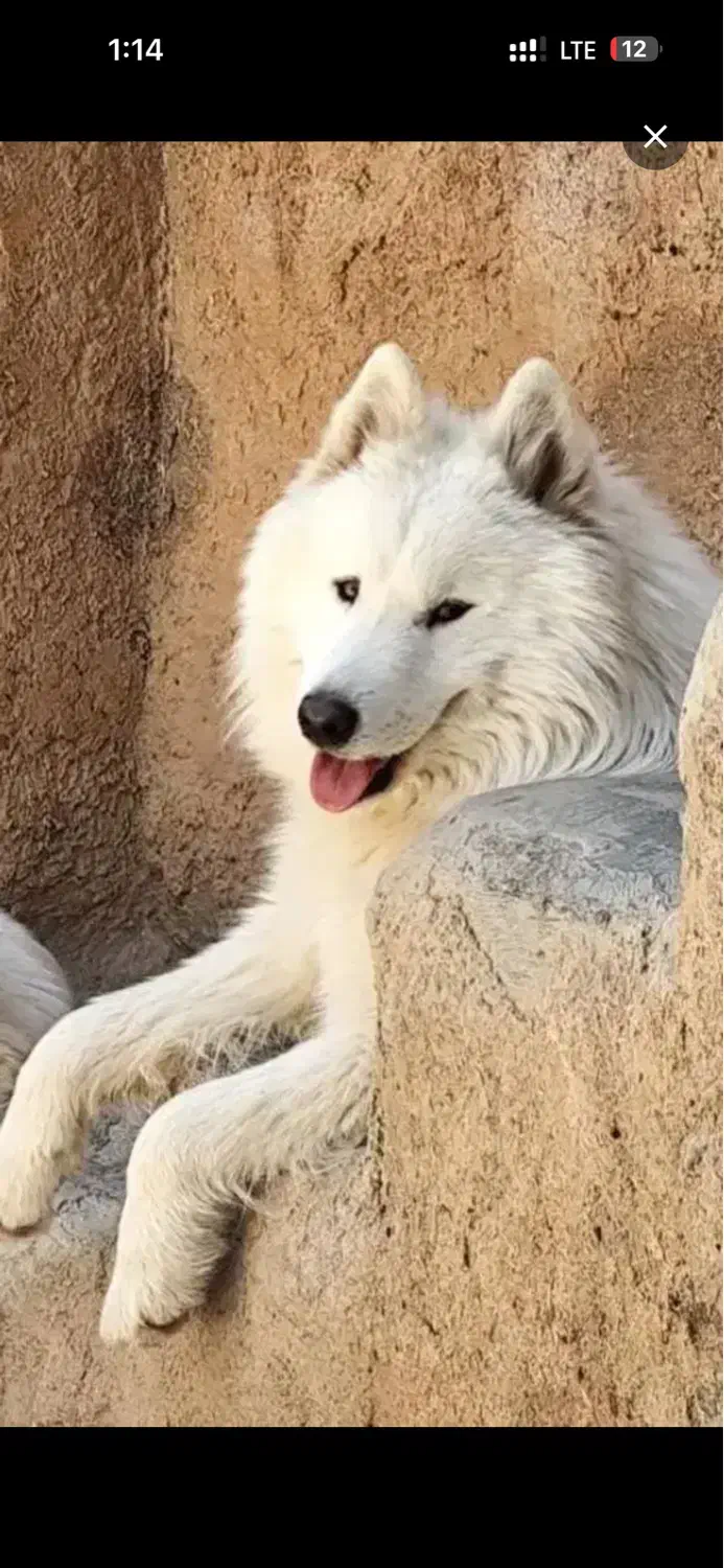 گم شده مژدگانی|حیوانات|شیراز, دینکان|دیوار