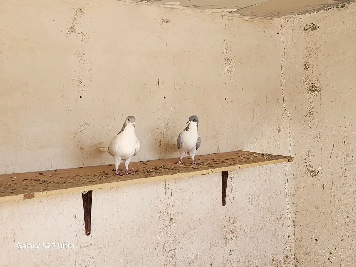 یک جفت بدرنگ|پرنده|محمدیه-قزوین, |دیوار