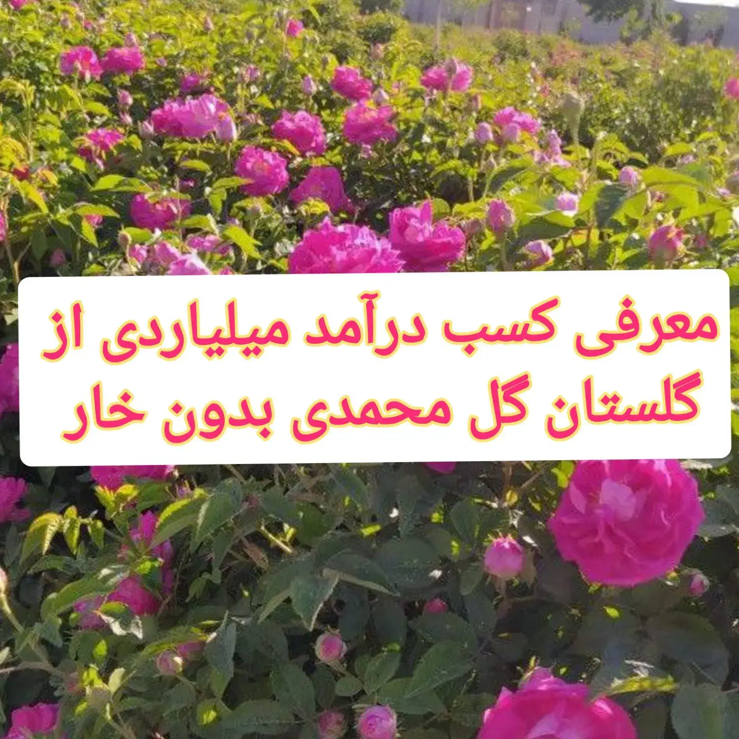 فروش نهال گل محمدی اصلاح شده بدون خار|خدمات باغبانی و درختکاری|نیشابور, مبارکه|دیوار