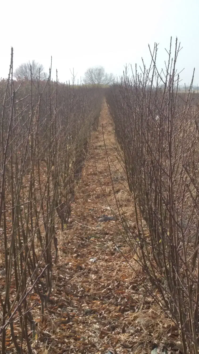 نهالونهالستانشناسهدارگیلاسی|خدمات باغبانی و درختکاری|گلبهار, نوبهار|دیوار