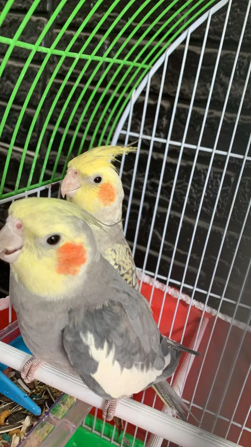 عروس هلندی|پرنده|شیراز, فاضل|دیوار