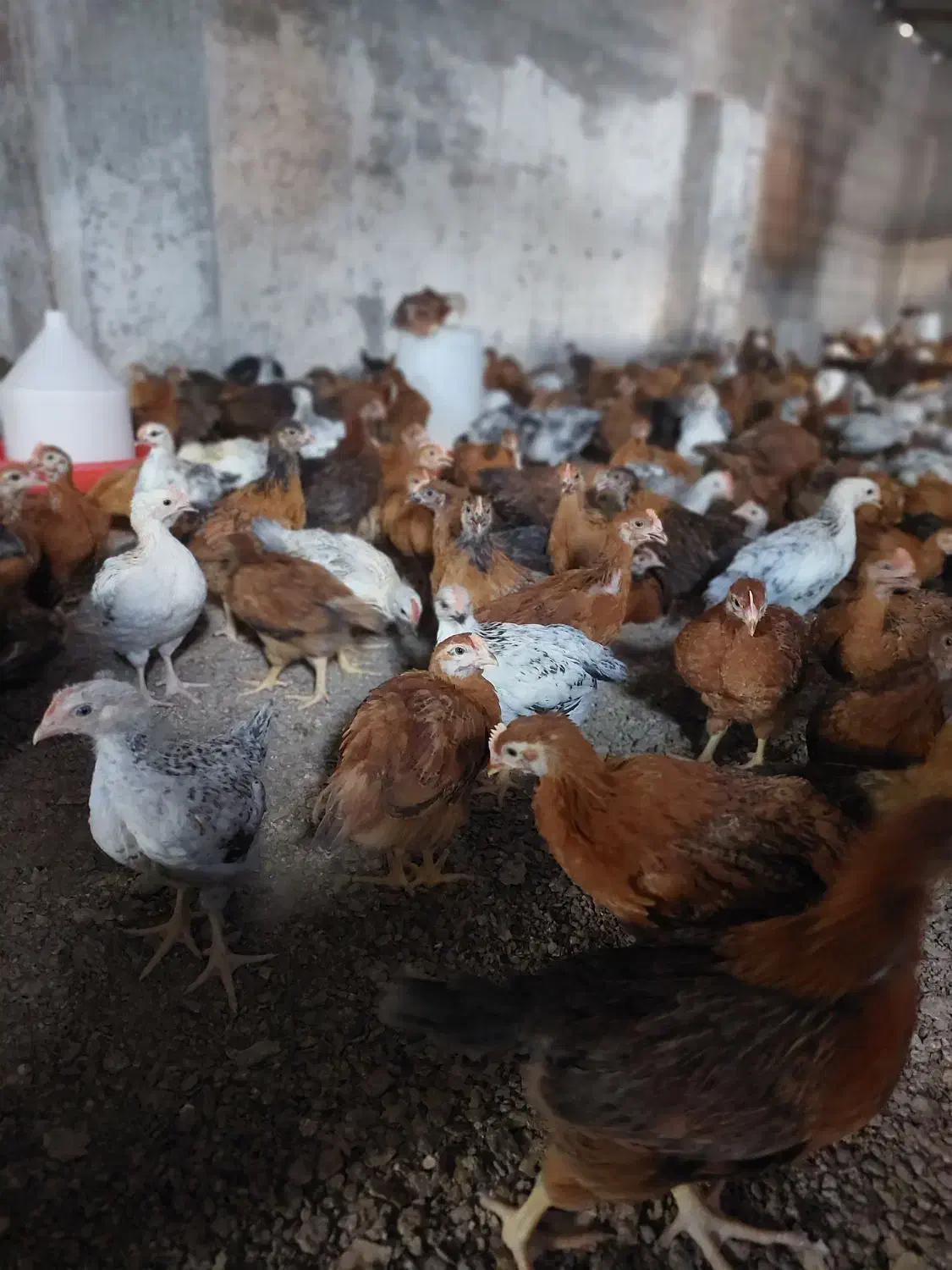 مرغ و خروس ۲ ماهه|حیوانات مزرعه|دابودشت, |دیوار