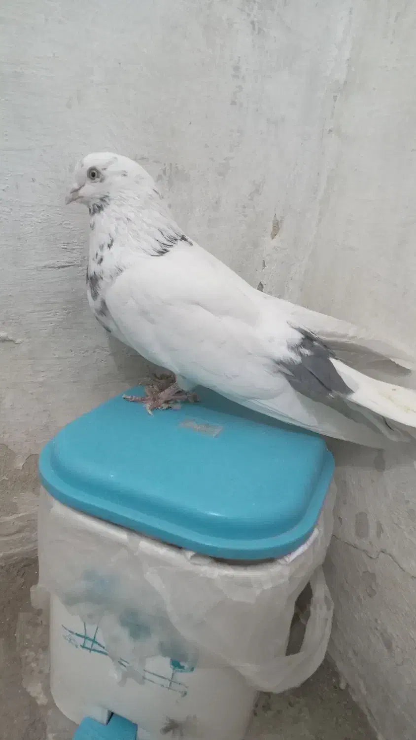 کبوتر|پرنده|شاهرود, |دیوار