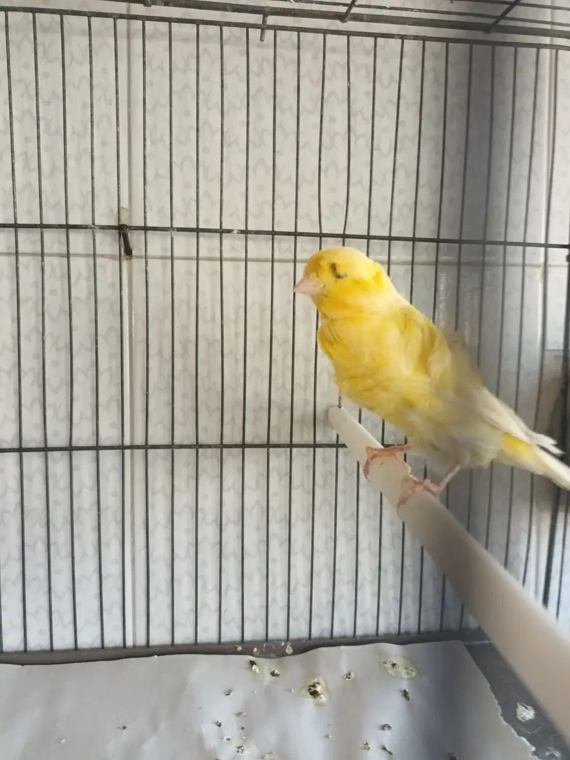 قناری نرخوش رنگ وزیبا|پرنده|کاشان, فاز ۱ ناجی آباد|دیوار