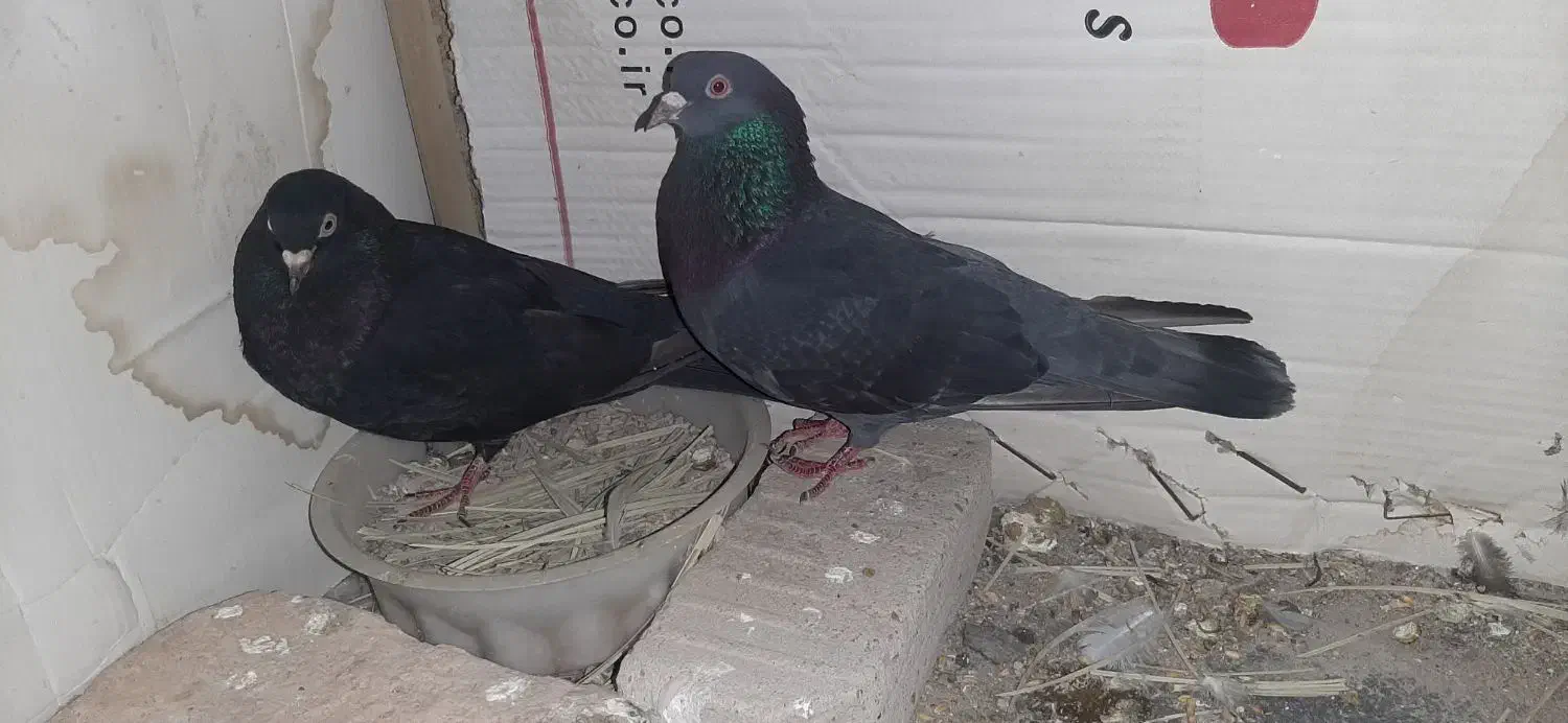 نر سبز چاپی|حیوانات|آبادان, |دیوار