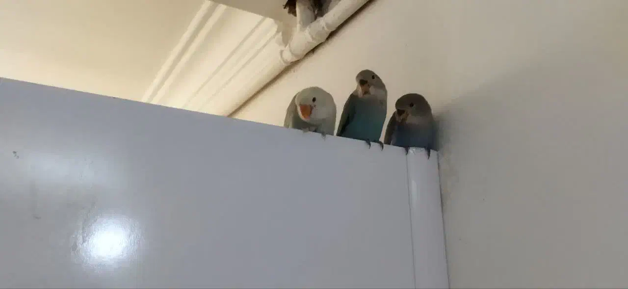 کوتوله برزیلی|پرنده|مشهد, شهرک امام هادی (شهرک غرب)|دیوار