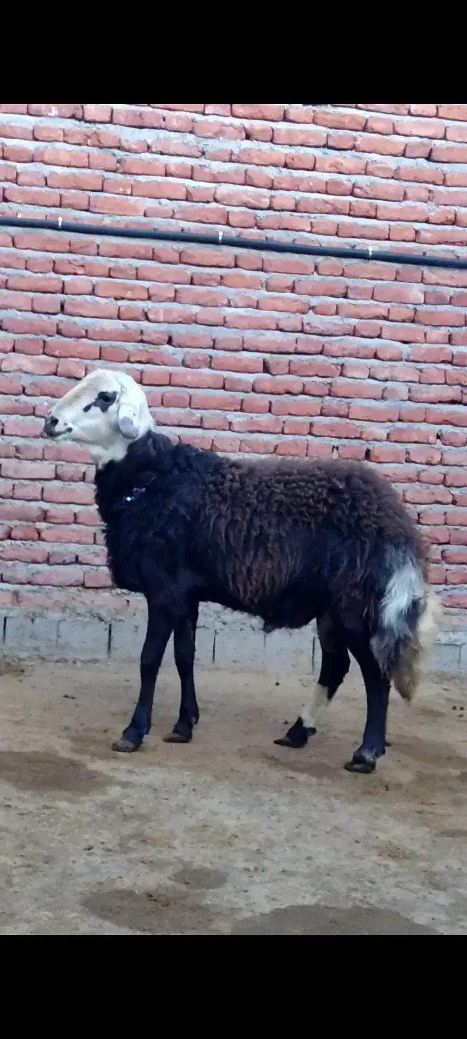 بره و قوچ و میش|حیوانات مزرعه|مراغه, |دیوار