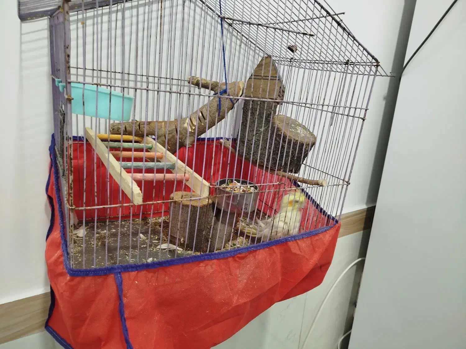 عروس هلندی|پرنده|کرمانشاه, |دیوار