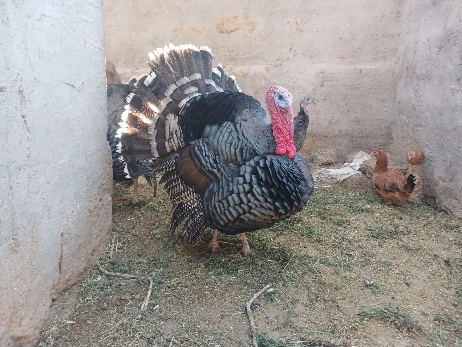 بوقلمون نر|حیوانات مزرعه|هامون, |دیوار