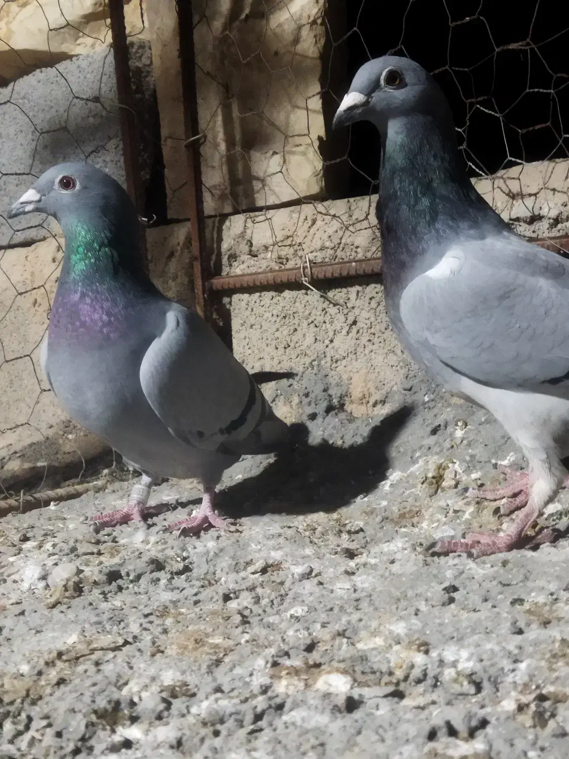 دوتا کبوتر سبز ماده دورگ مسافتی|پرنده|جهرم, |دیوار