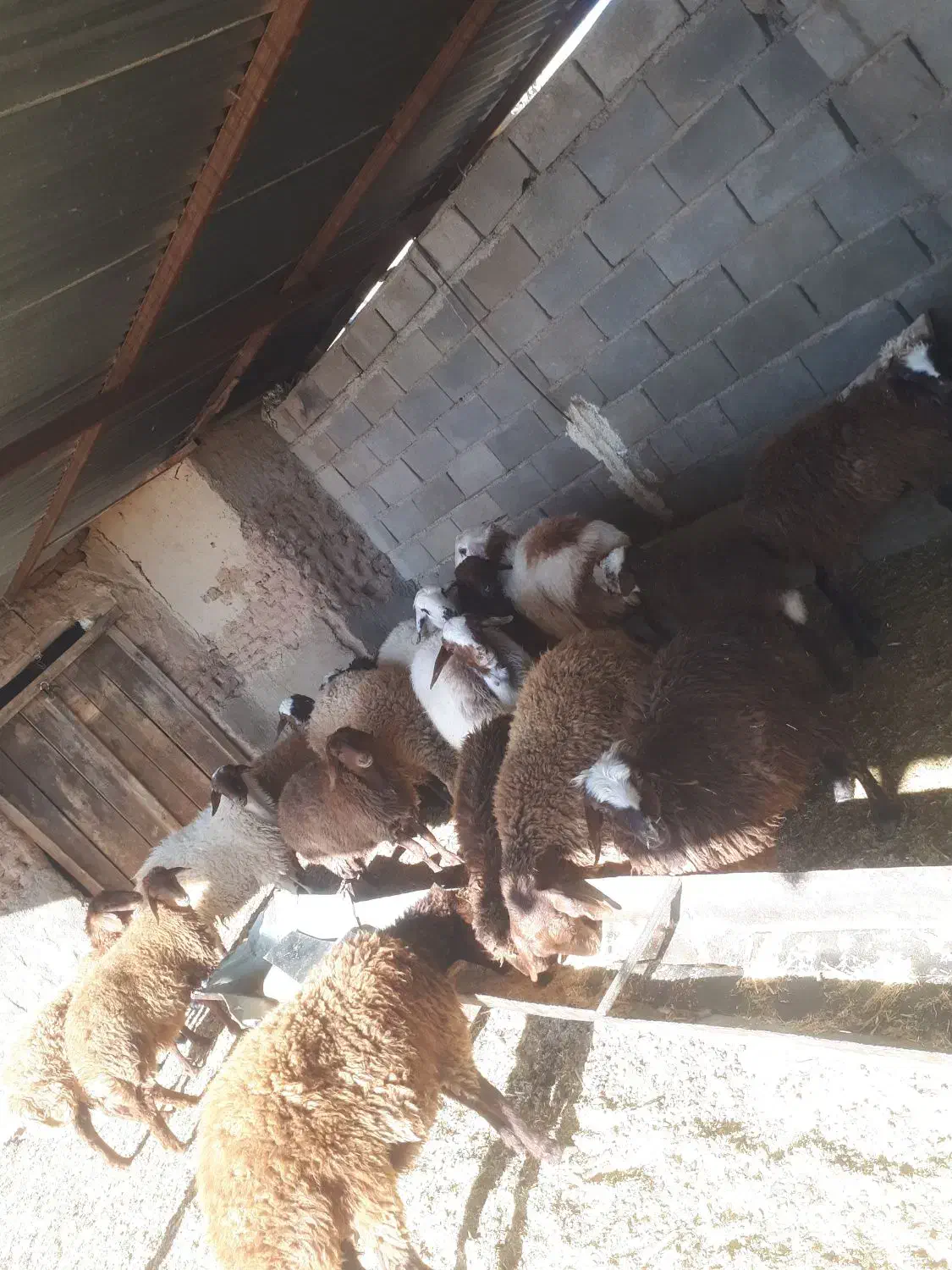 بره های ماده وزن ۲۰ تا ۴۰|حیوانات مزرعه|اسفراین, |دیوار