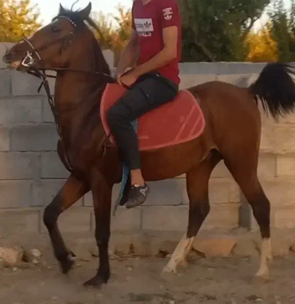 فروش نریان اصیل کرد ۳ ساله|اسب و تجهیزات اسب‌سواری|مشگین شهر, |دیوار