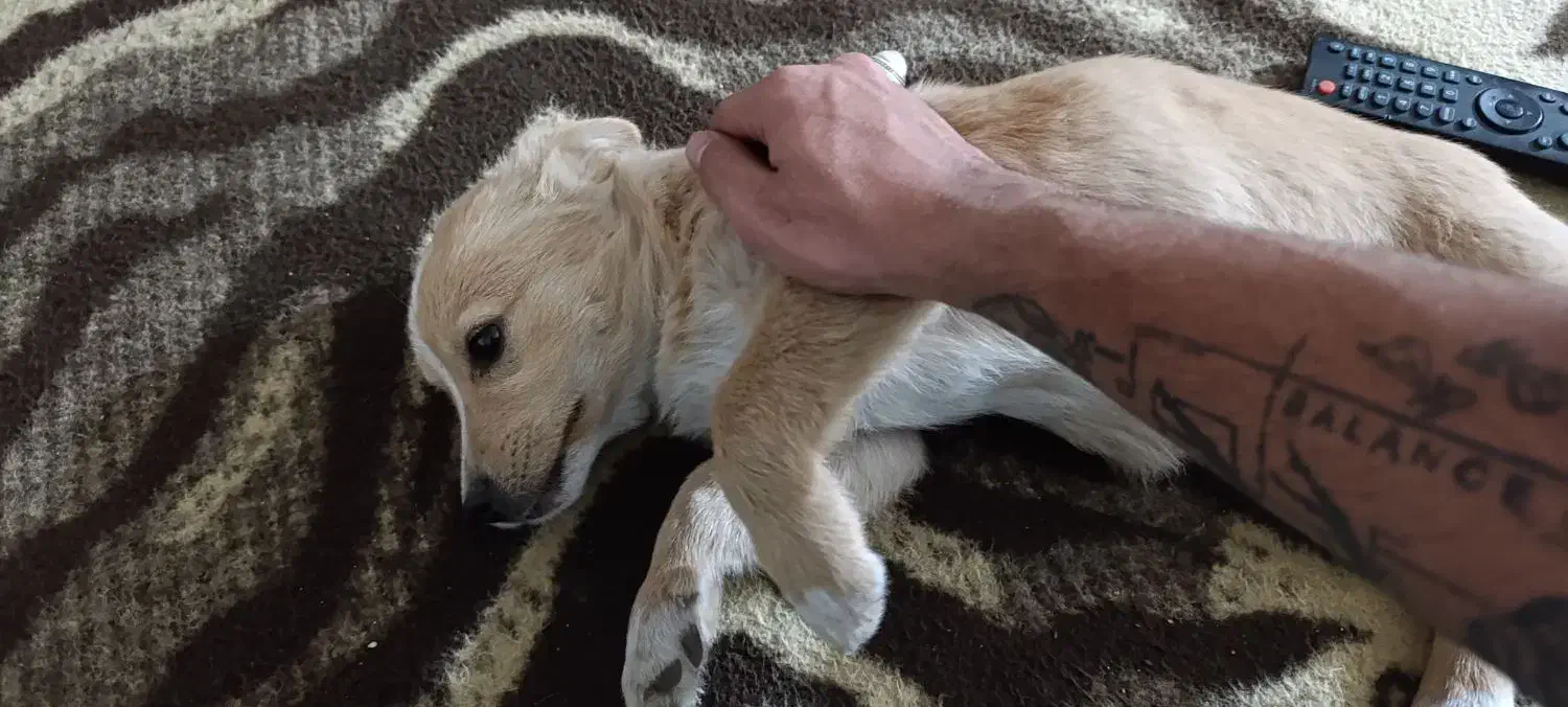 توله سگ تریر|سگ|مشهد, سازمان آب|دیوار