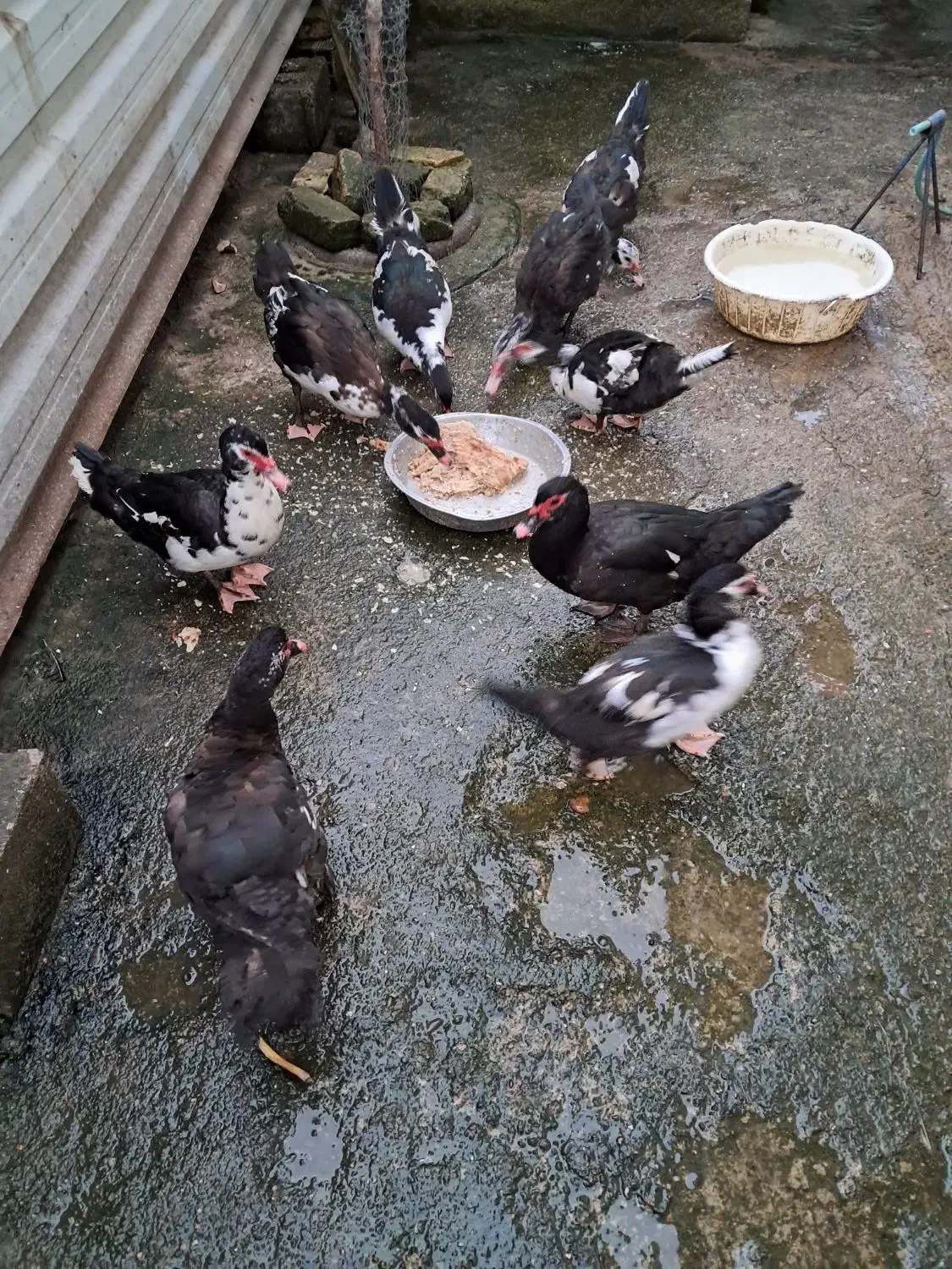 اردک اسرائیلی سالم ۷ماهه|حیوانات مزرعه|سنگر, |دیوار