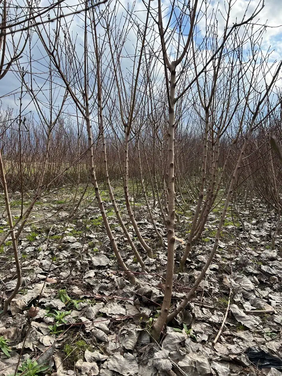 نهالستان هلو و شلیل|خدمات باغبانی و درختکاری|بندر گز, |دیوار