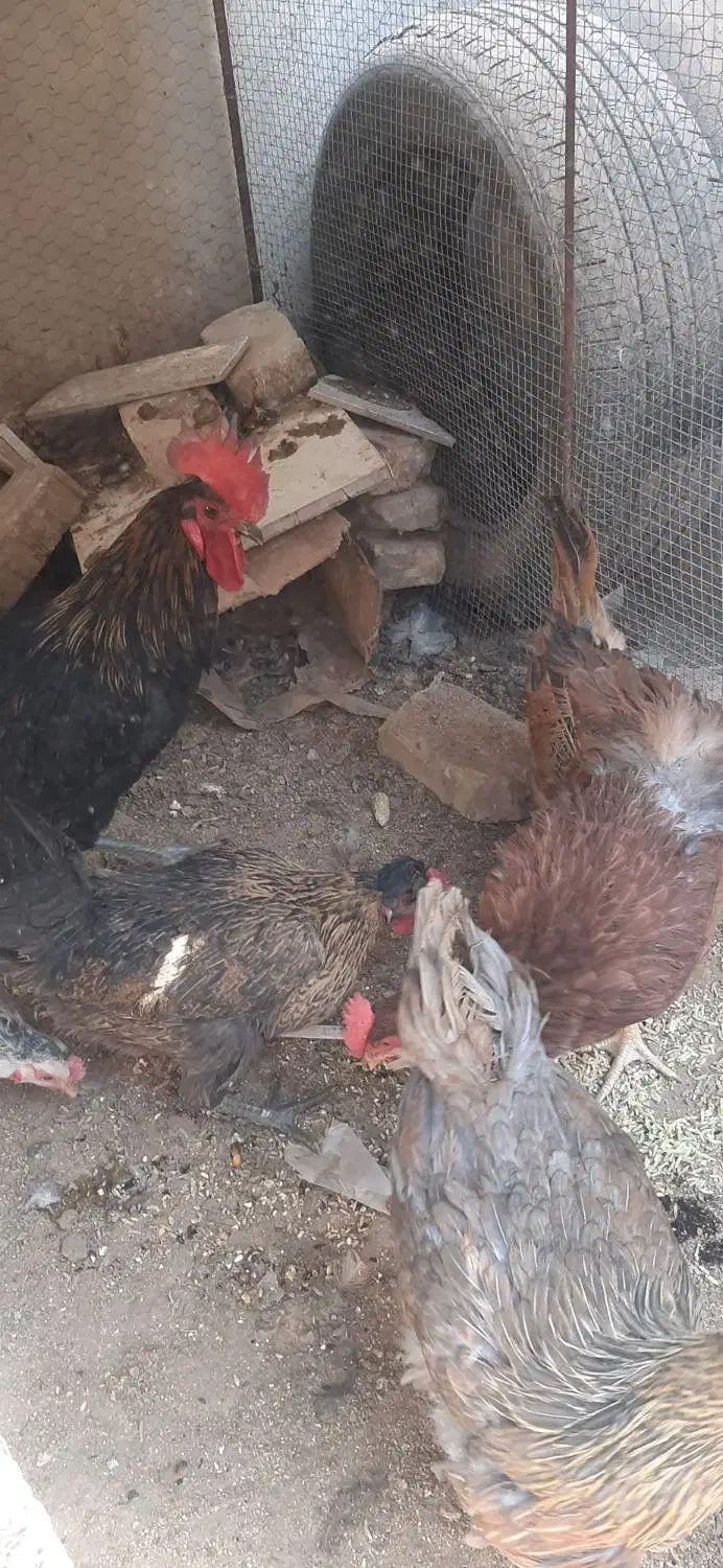 ۵عدد مرغ تخم گذار ویک عدد خروس بزرگ|حیوانات مزرعه|زرند, |دیوار