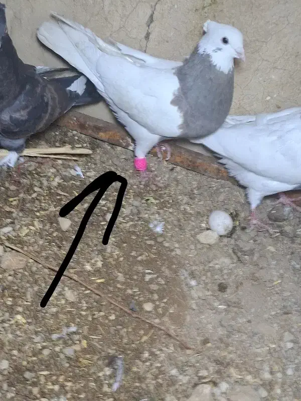 کبوتر گمشده|حیوانات|یاسوج, |دیوار