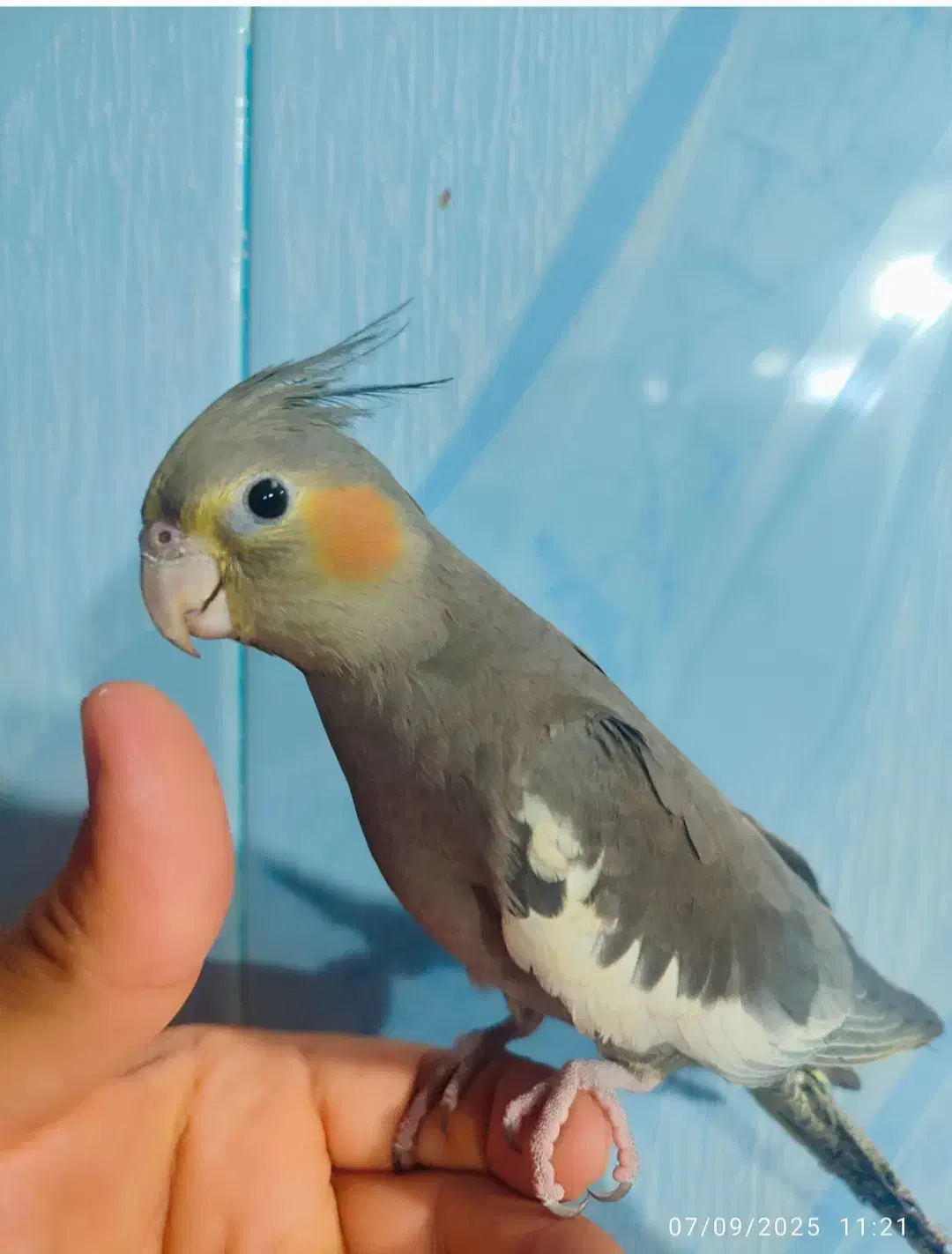 عروس هلندی|پرنده|اهواز, کوی صادقیه|دیوار